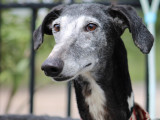Miranda, femelle Galga exceptionnelle à adopter