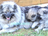Superbes chiots Spitz Loup à vendre