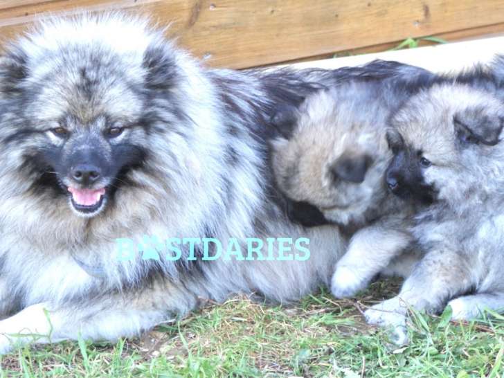 Superbes chiots Spitz Loup à vendre