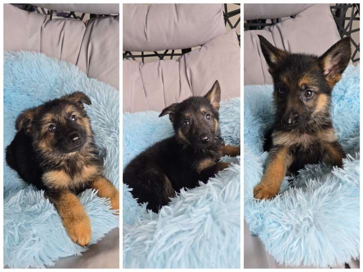 Chiots Berger Allemand à vendre