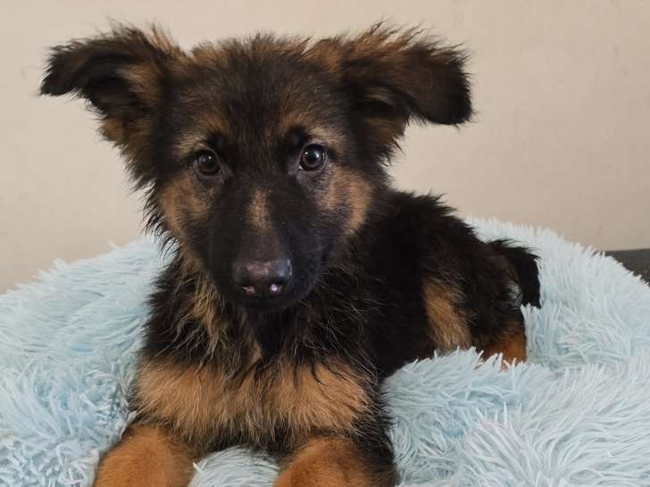 Chiots Berger Allemand à vendre