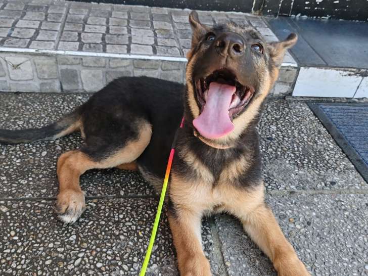 Femelle chiot Berger Allemand à vendre
