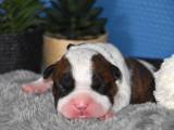 Chiots American Staffordshire Terrier LOF à vendre