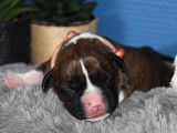 Chiots American Staffordshire Terrier LOF à vendre