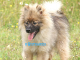 Superbe chiot mâle petit Spitz à vendre