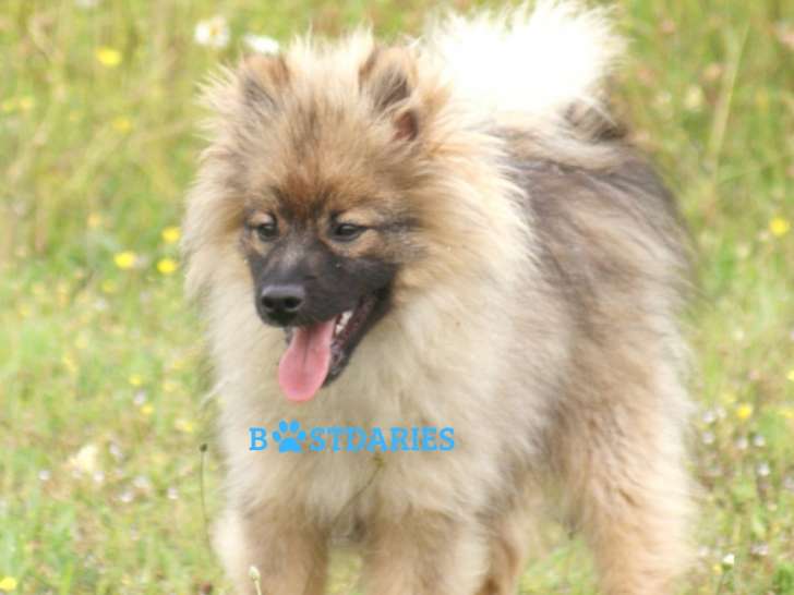 Superbe chiot mâle petit Spitz à vendre