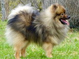 Superbe chiot mâle Spitz Allemand moyen mini Spitz loup à vendre