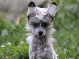 Chiot Chien Chinois à Crête à vendre