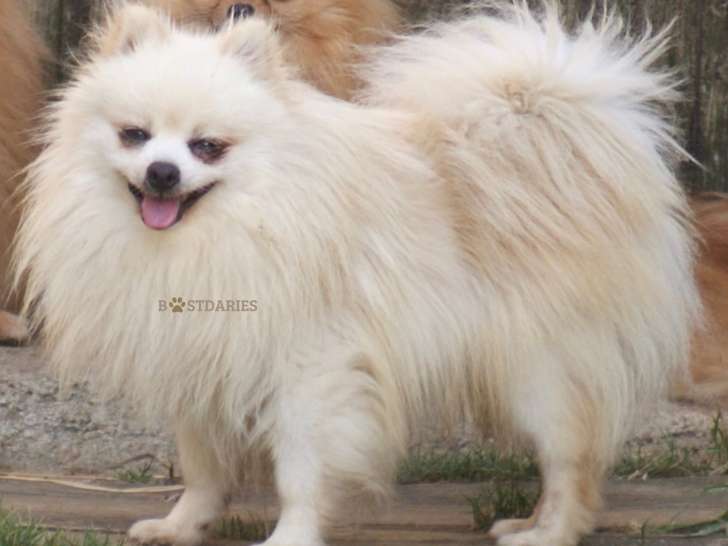 Superbe chien Loulou de Poméranie blanc à vendre