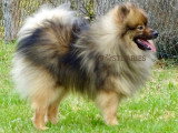 Superbe Spitz moyen mini Spitz Loup à vendre