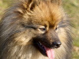 Superbe Spitz moyen mini Spitz Loup à vendre