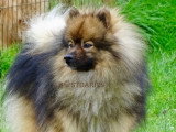 Superbe Spitz moyen mini Spitz Loup à vendre