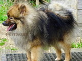 Superbe Spitz moyen mini Spitz Loup à vendre