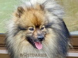 Superbe Spitz moyen mini Spitz Loup à vendre