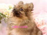 Superbes chiots Spitz Nain orange à vendre