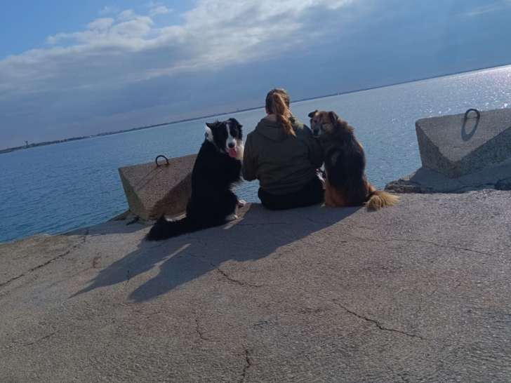 Mâle Border Collie disponible pour saillie