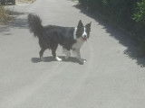 Mâle Border Collie disponible pour saillie