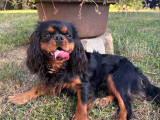 Mâle Cavalier King Charles Spaniel disponible pour saillie