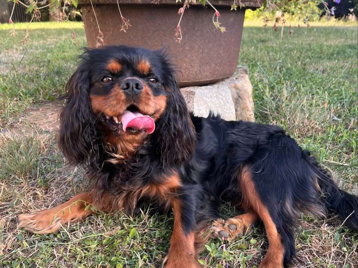 Mâle Cavalier King Charles Spaniel disponible pour saillie