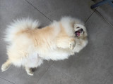 Chiot mâle Spitz Nain de 6 mois à vendre