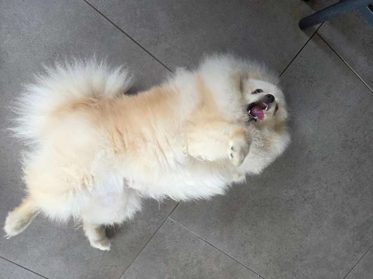 Chiot mâle Spitz Nain de 6 mois à vendre