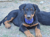 Alpha, adorable chiot Beauceron noir et feu à vendre