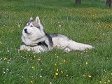 Souky, étalon Husky Sibérien LOF disponible pour saillie