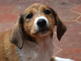À adopter : chiot femelle de 3 mois
