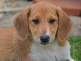 Disponible à l'adoption : chiot femelle fauve et blanc