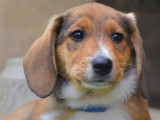 En attente d'adoption : chiot mâle âgé de 3 mois