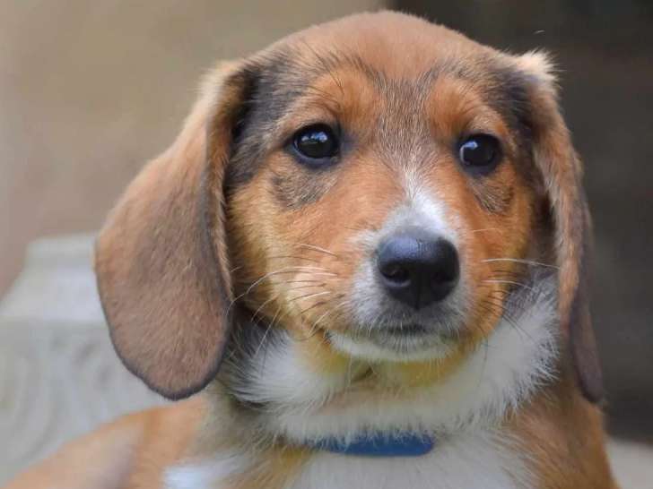 En attente d'adoption : chiot mâle âgé de 3 mois