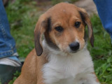 Prêt pour l’adoption : chiot mâle fauve et blanc