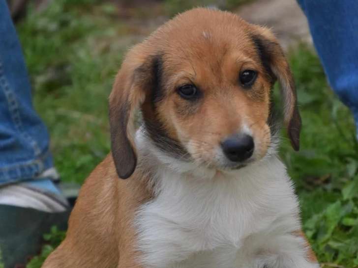 Prêt pour l’adoption : chiot mâle fauve et blanc