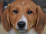 En attente d'un foyer : chiot mâle de 3 mois