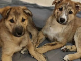 À accueillir : 2 chiots mâles marrons