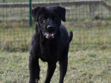 En quête d'un foyer : chien Labrador noir