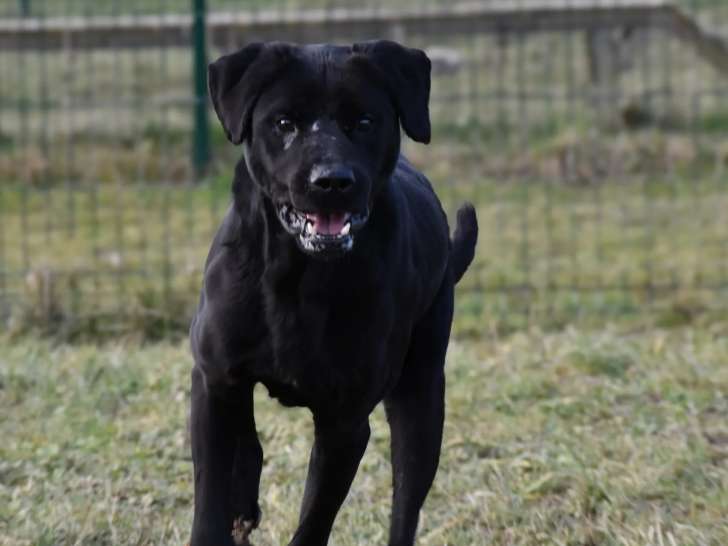 En quête d'un foyer : chien Labrador noir