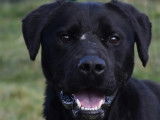 En quête d'un foyer : chien Labrador noir