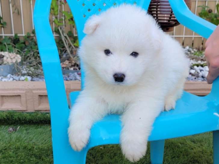 Chiots Samoyède LOF à vendre