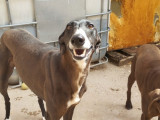 Julieta, jeune Galga à adopter