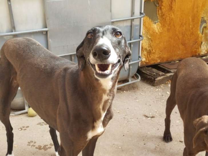 Julieta, jeune Galga à adopter