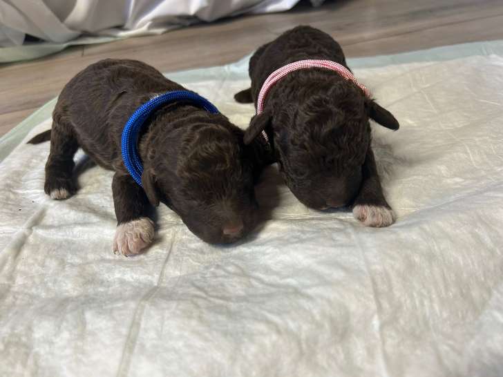 Chiots Lagotto Romagnolo LOF à vendre