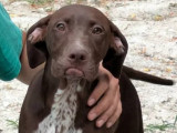 Adoption disponible : chiot mâle marron et blanc