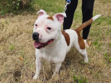 À la recherche d’un foyer : chiot mâle Amstaff marron et blanc