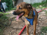 Chienne marron à adopter