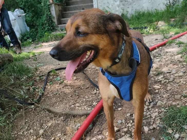 Chienne marron à adopter