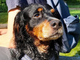Chienne tricolore disponible à l'adoption