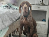 Chienne Braque Allemand de 7 ans en attente d'adoption