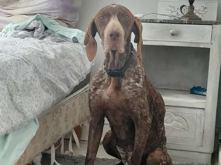 Chienne Braque Allemand de 7 ans en attente d'adoption