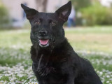 Chien noir prêt pour l'adoption